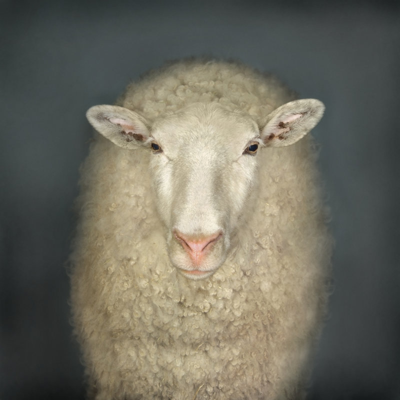 Portrait Of A Sheep - Wrapped Canvas Print, 91cm H x 91cm W