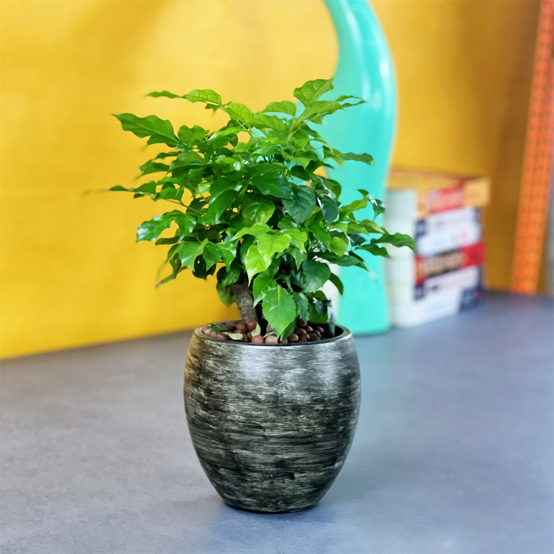 Pot à fleurs rond Smart Smart