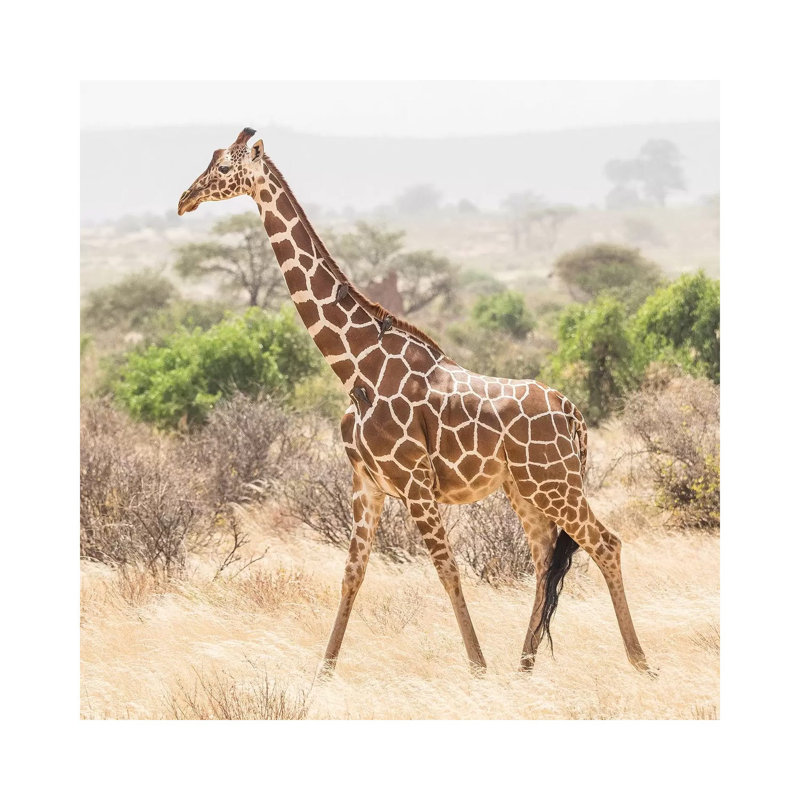 Africa, Kenya, Samburu National Reserve. Reticulated Giraffe Walking by Jaynes Gallery - Wrapped Canvas Print