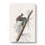 Pine Creeping Warbler by John Audubon - Wrapped Canvas Painting-55325622