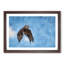 Flying Great Grey Owl - Picture Frame Graphic Art Print-56713274-56713272