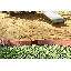 Tool-Free Classic Sienna Two Inch Series Curved Landscape Edging