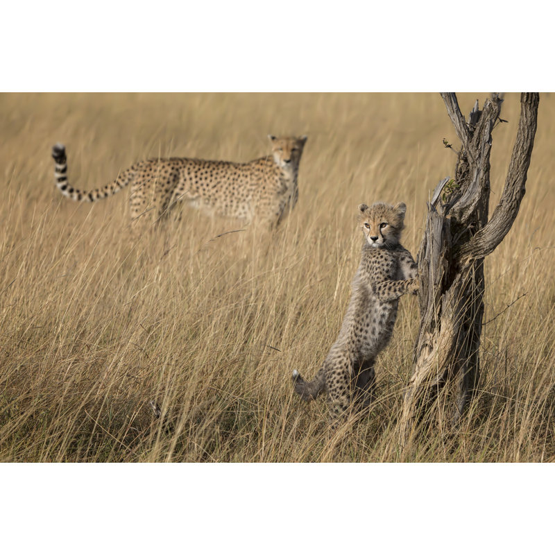 Wrapped Canvas Print, 81.28 cm H x 121.92 cm W