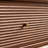 North American walnut coffee table