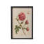 Jardin Boheme Botanical Prints