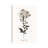 Sketchbook Leadwort by Kelly Donovan - Wrapped Canvas Gallery-Wrapped Canvas Giclée