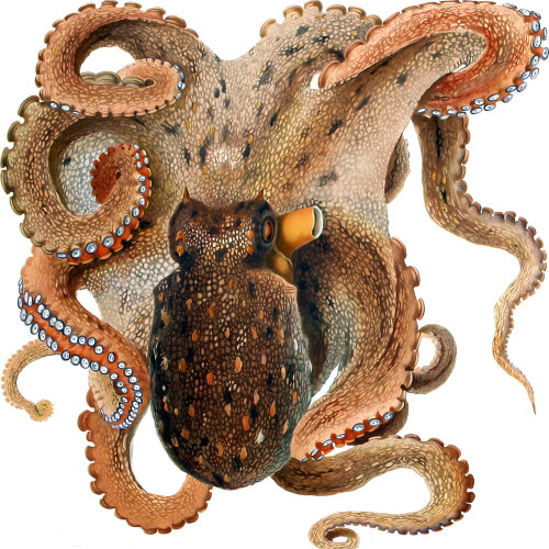 SP13528 Octopus