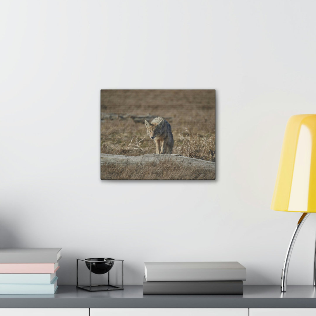 Coyote Hunting Coyote on Hunt Print Animal Wall Art