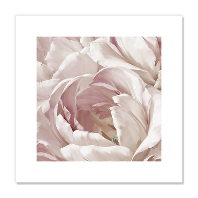 Intime rosé II - photographie