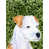 Jack Russell Terrier 1