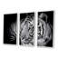 Portrait monochrome d'un tigre blanc VII - ensemble d'art mural sur toile traditionnel encadré de 3-1576115799-1576115795