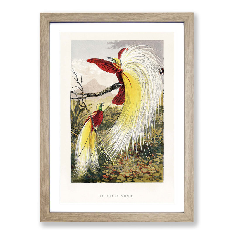 Two Birds of Paradise by Benjamin Fawcett - Picture Frame Painting Print, Oak Framed, 65cm H x 48cm W x 2cm D