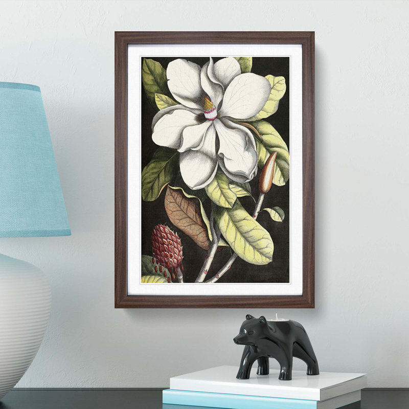 A Laurel Magnolia Tree by Mark Catesby - Picture Frame Painting Print, Walnut Framed, 65cm H x 48cm W x 2cm D
