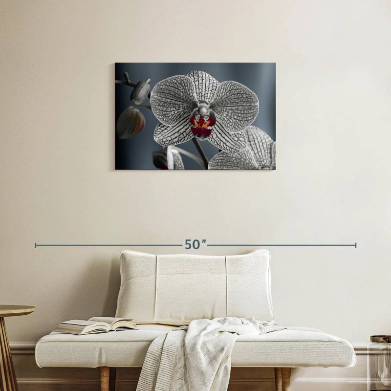 Orchidée blanche striée, H 20 po x l 30 po