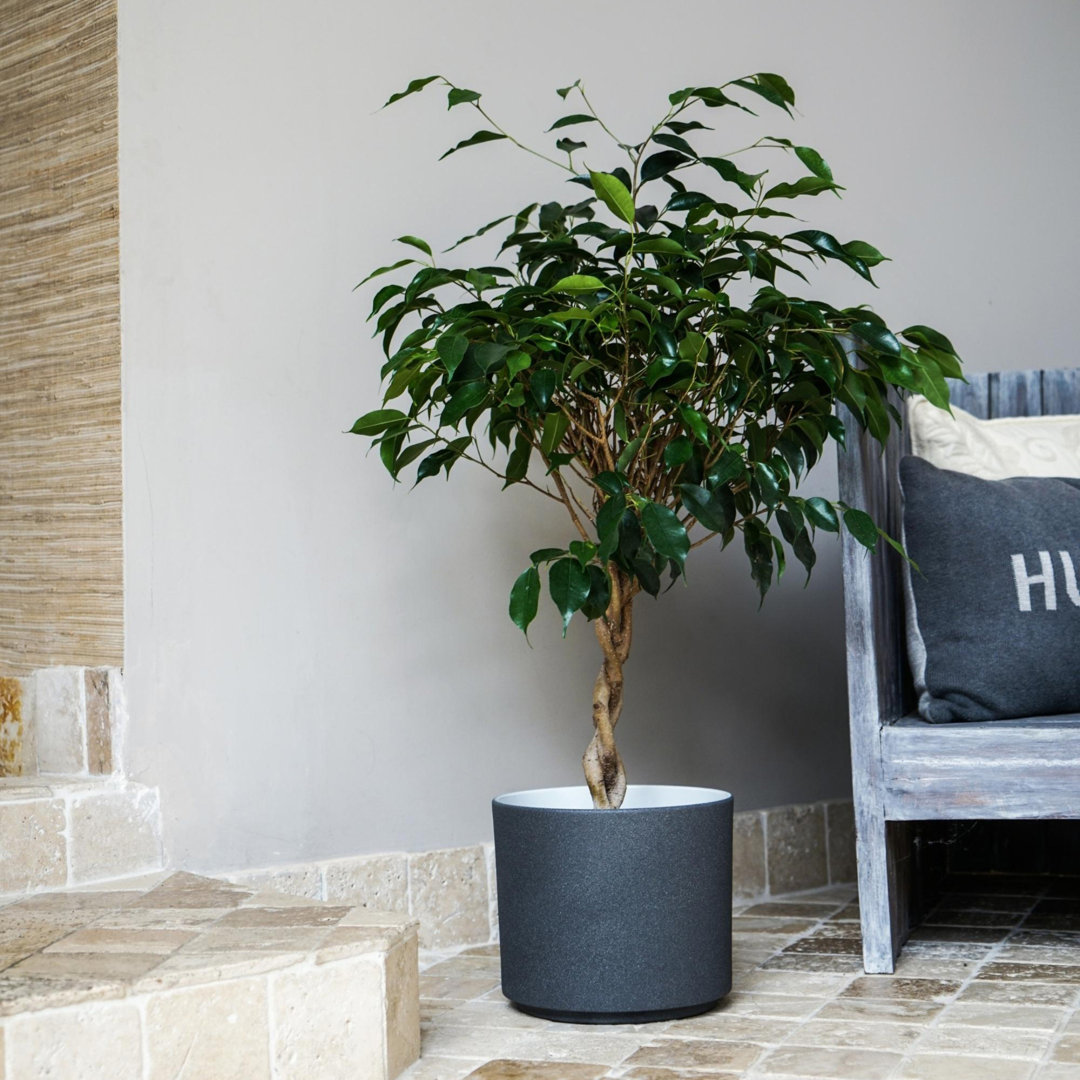 Leon Planter