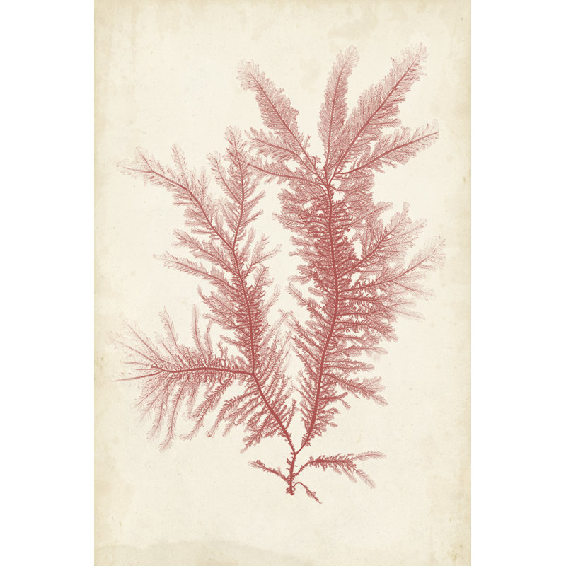 Coral Sea Feather II - Wrapped Canvas Painting Print, 46cm H x 30cm W, Wrapped Canvas