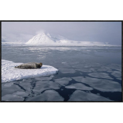 " Bearded Seal On Ice Floe, Norway "