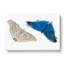 Adonis Butterfly - Wrapped Canvas-55368886