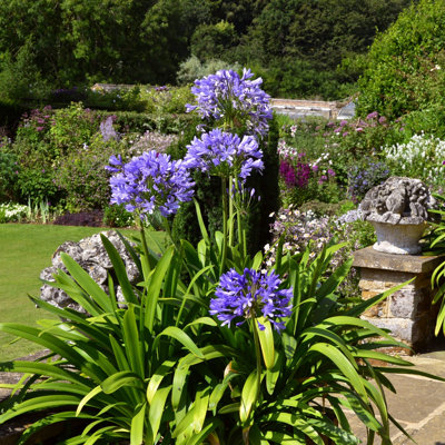 1 gal. Agapanthus