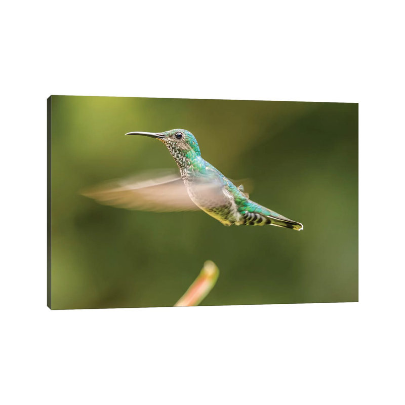 Costa Rica, Sarapiqui River Valley. Female White-Necked Jacobin Flying. by Jaynes Gallery - Wrapped Canvas Print