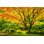" Maple Tree "