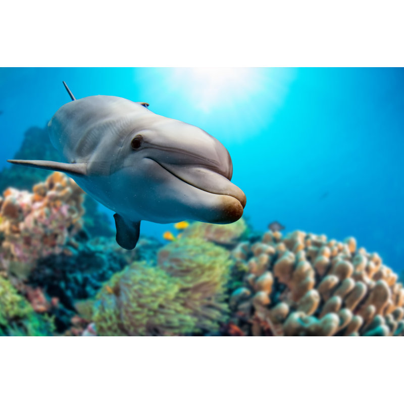 Dolphin Underwater - Wrapped Canvas Print, 30cm H x 46cm W x 3.8cm D