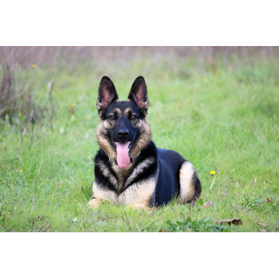 " German Shepherd " by Hollyaa