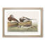 Long-Tailed Ducks by John Audubon - Framed Print-55577218-55577222