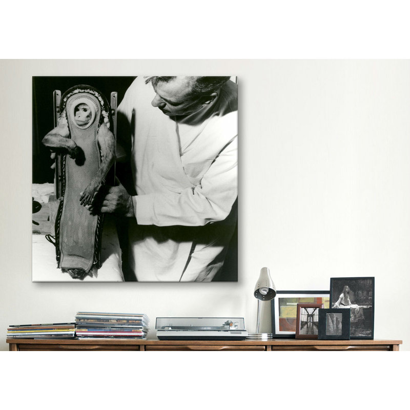 « sam the space singe », reproduction de photo sur toile, H 26 po x l 26 po x P 1,5 po
