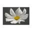 "Cosmos bolognaise", impression sur toile-95429985