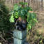 Statue de jardin fantaisiste "Lucky"