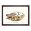 Jameson's Gull by Elizabeth Gould - Picture Frame Graphic Art Print-55610013-55610014