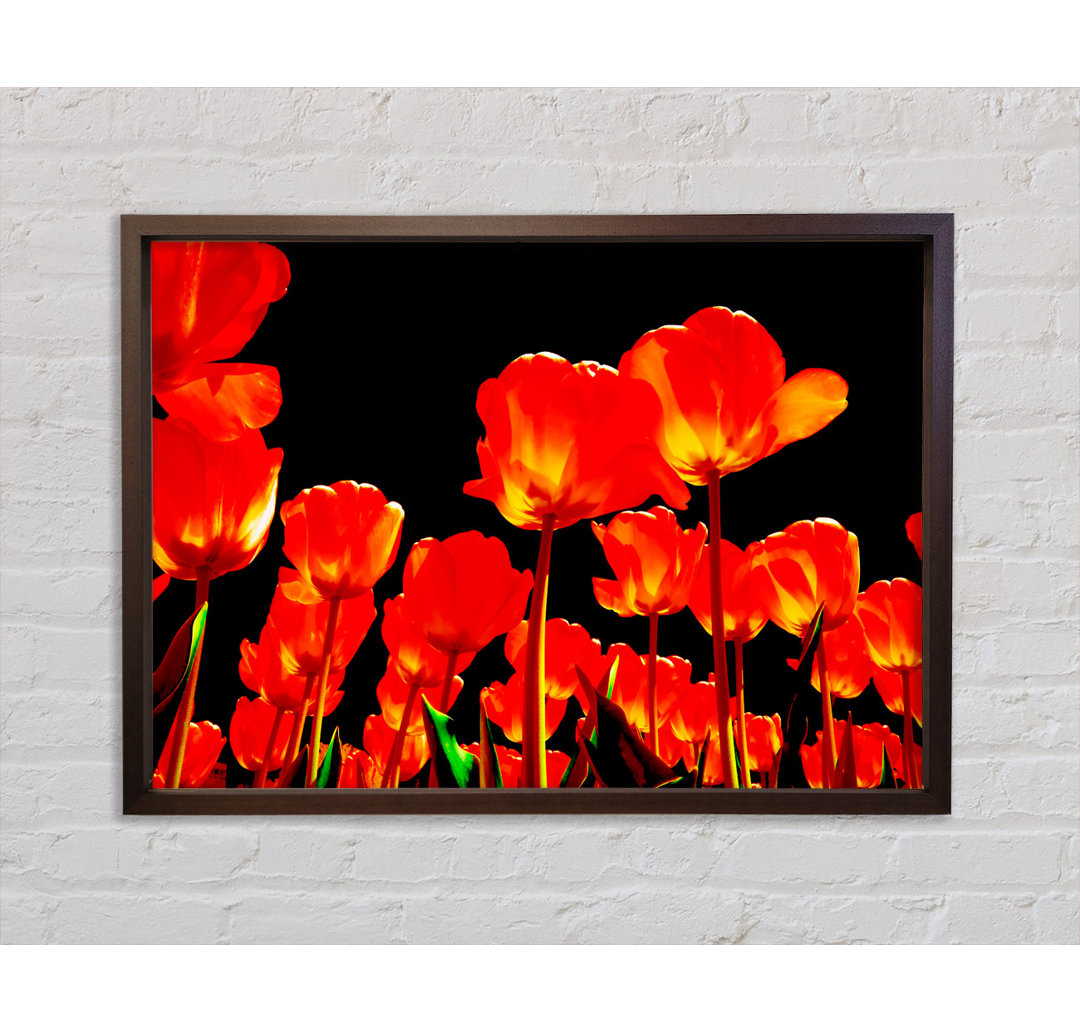 Orange Tulpen Schwarzer Himmel - Druck