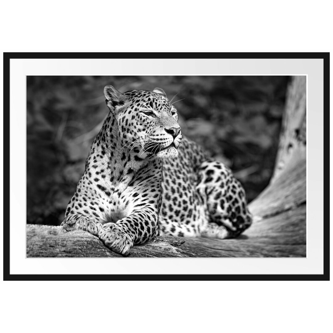 Gerahmtes Poster Leopard in der Natur