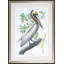 Pelican Print by Audubon