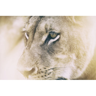 Lionne par Tunart