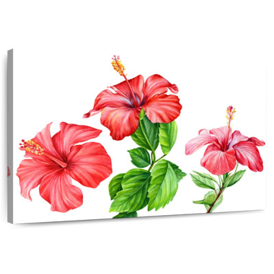 Harnek, fleurs d'hibiscus, aquarelle
