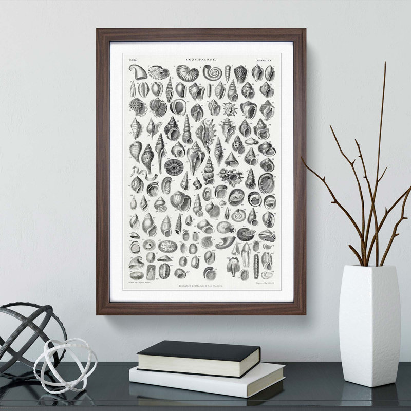 Study of Mollusc Shells XX by Oliver Goldsmith - Framed Print, 36cm H x 27cm W x 2cm D, Walnut Framed