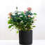 Pot de fleurs en céramique avec trou de drainage et soucoupe-581176500-581176507