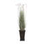 Plante de 79 po