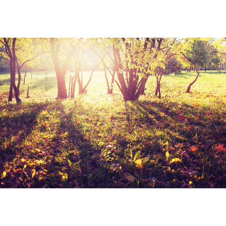 Autumnal Park by Iravgustin - Wrapped Canvas Print