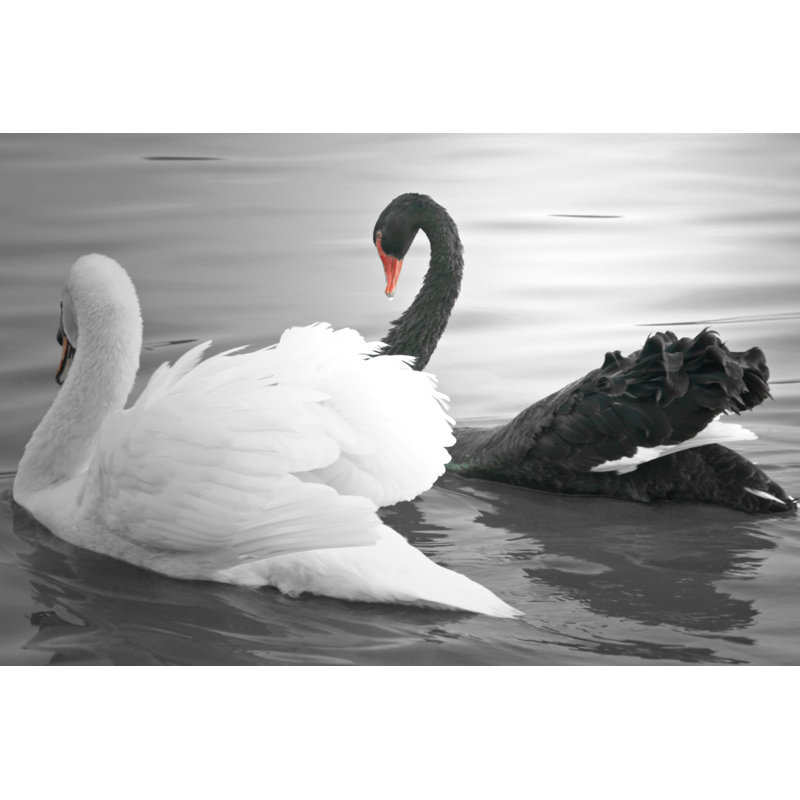 Cygne nageant - Photographie sur toile tendue, L 12 po x H 8 po
