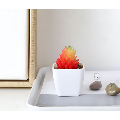 Plante grasse 2,95 po