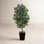 Ficus Tree in Planter