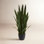 38" Snake Plant in Planter