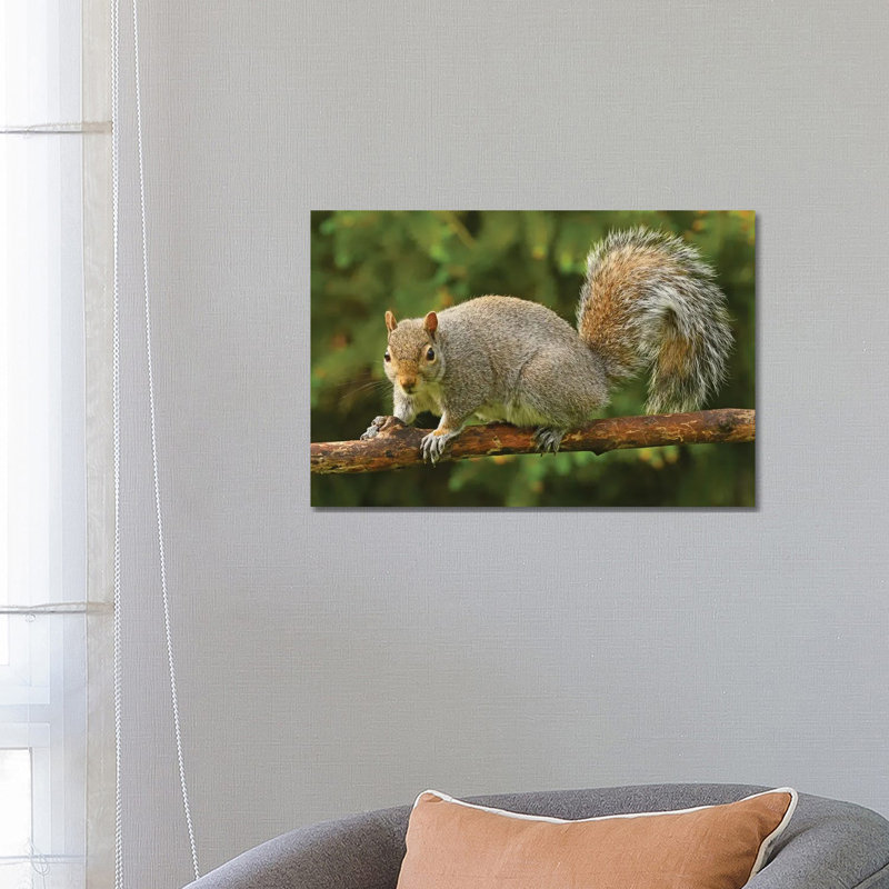 Squirrel Posing For The Camera by Brian Wolf - Wrapped Canvas Print, 66.04 cm H x 45.72 cm W x 3.175 cm D