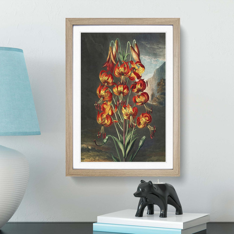 The Superb Lily by R.J. Thornton - Picture Frame Painting Print, Oak Framed, 36cm H x 27cm W x 2cm D
