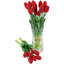 Tiges de tulipes