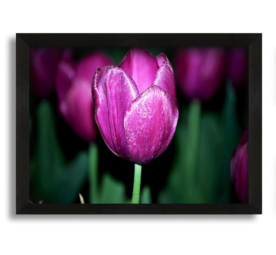 Gerahmtes Leinwandbild Purple Night Tulip