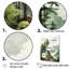 «Softwood Redwood Trees In Us Forest II», reproduction sur toile encadrée-1125118085-1322073795